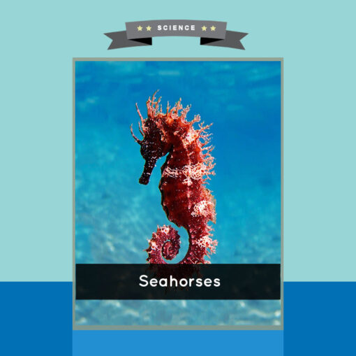 Seahorses Science Unit