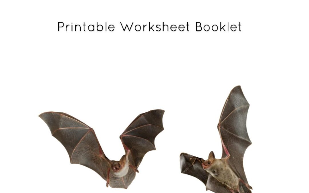 Bat Fest Worksheets