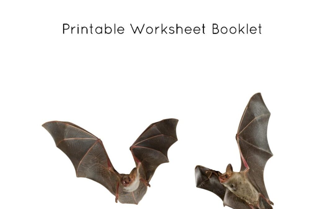 Bats in TX and Worksheets