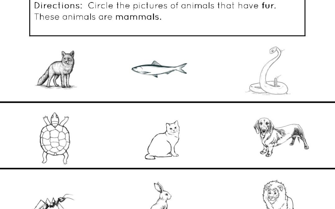 Flying Fox Worksheets