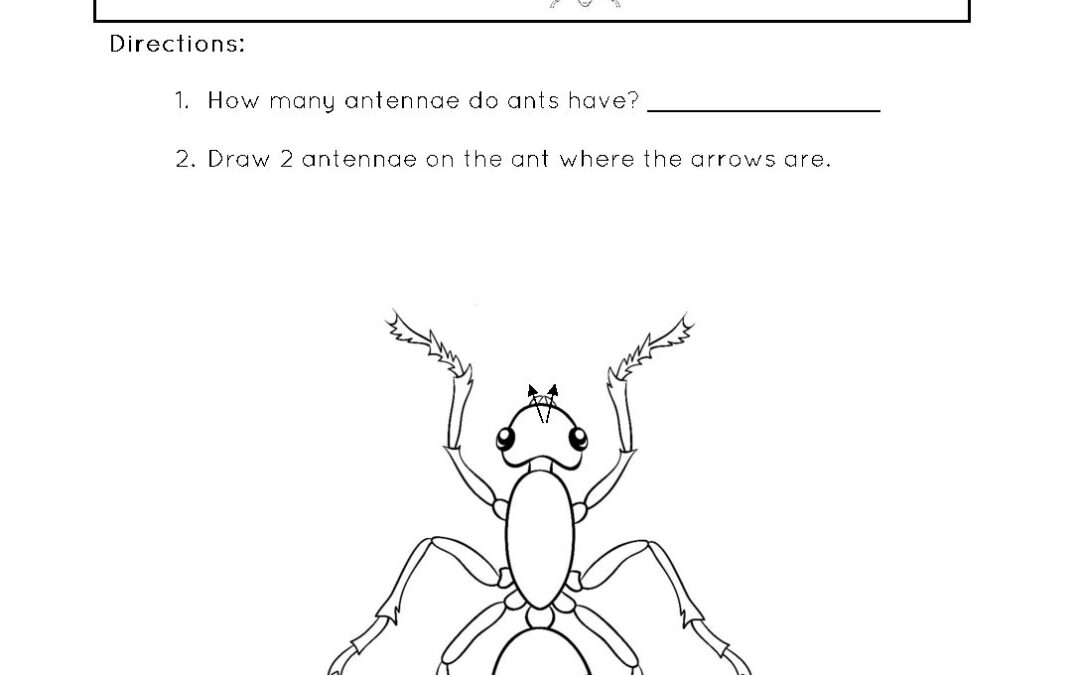 Insect ant worksheets