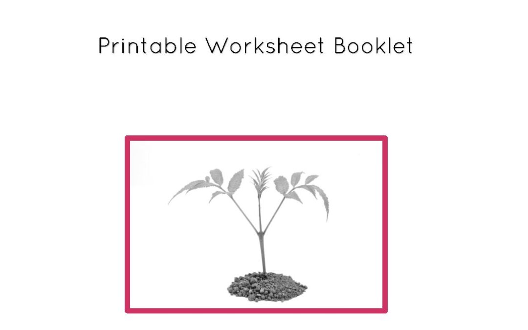 Parts of Plants Worksheets