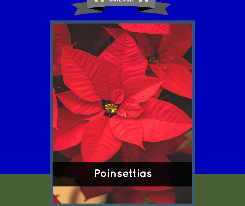 Poinsettias (1)