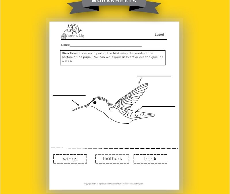 bird characterisitcs worksheets 1