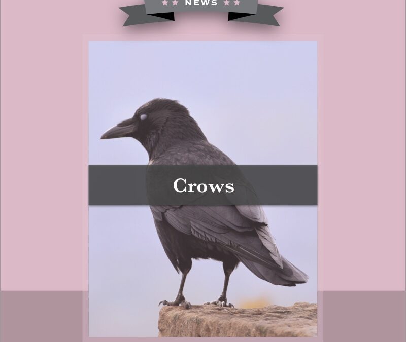 Crows
