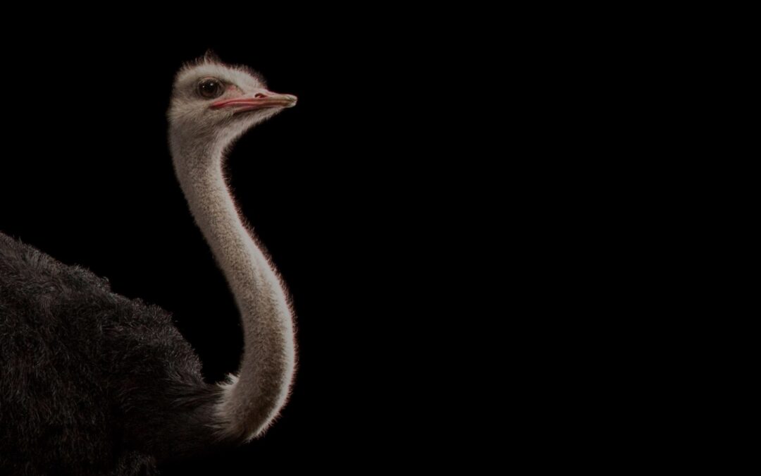ostrich banner 2