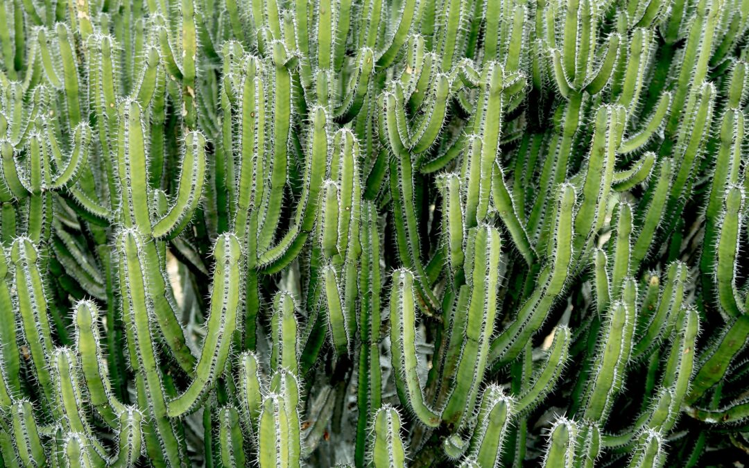 photo-1502227649638-0da466df619e