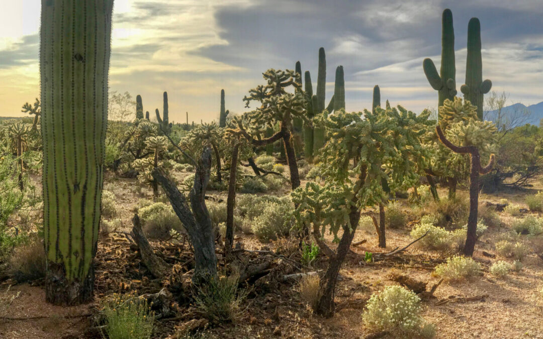 Panorama,Desert,Cactus,-,Saguaros,And,Cholla,Cactus,With,A