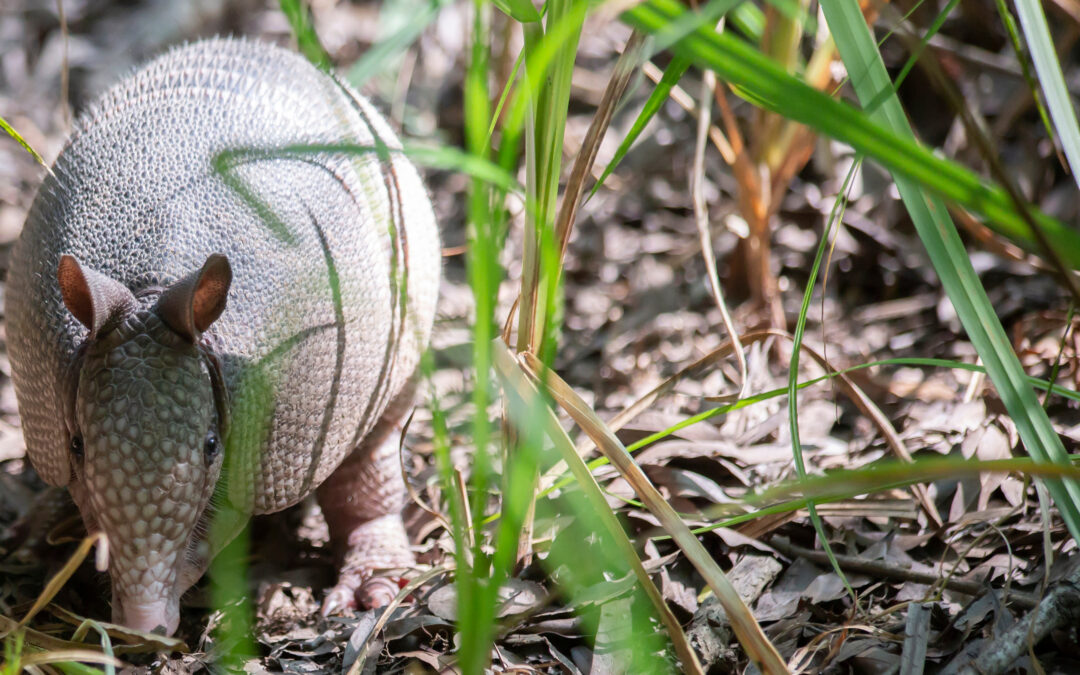 shutterstock_1116434117