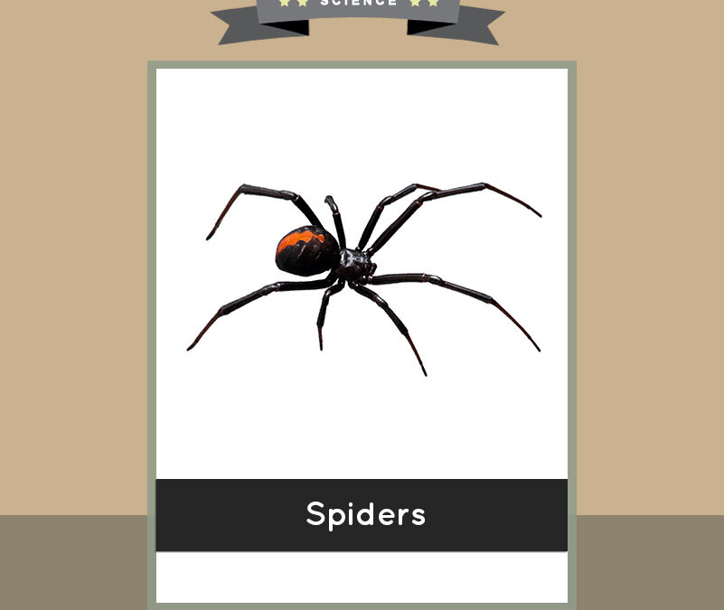 spiders (1)